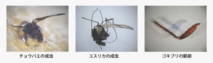 昆虫の画像